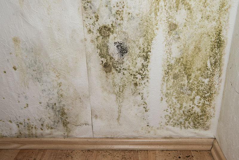 moldy wall las vegas nv removal Las Vegas NV 89130