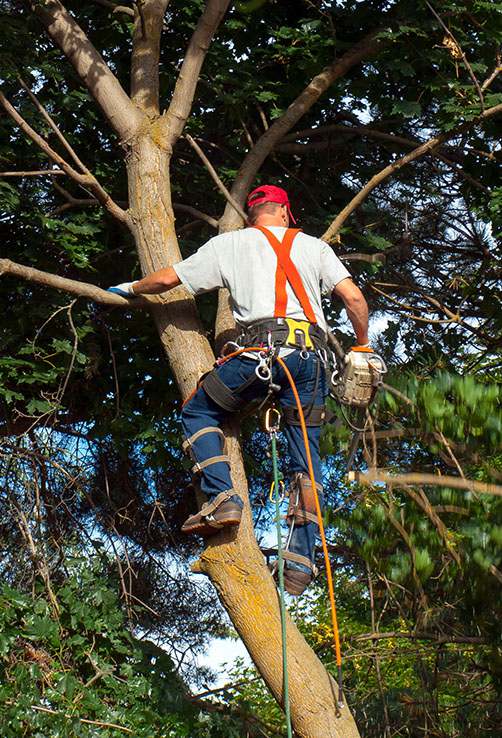 tree surgeon pruning a tree Las Vegas NV 89130